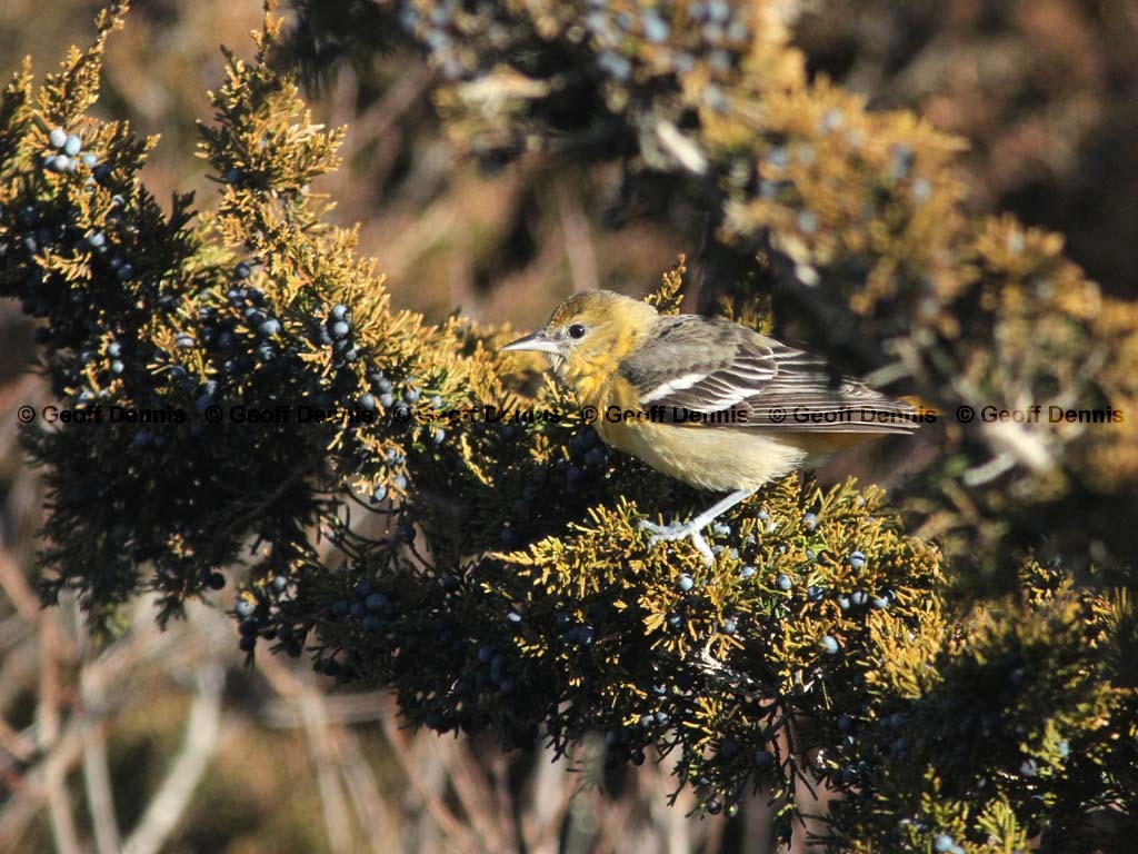 BAOR-CS_Baltimore-Oriole