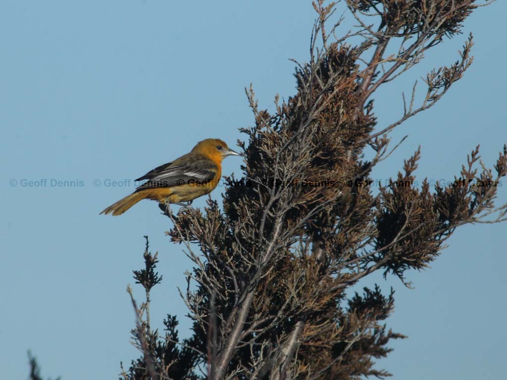 BAOR-CW_Baltimore-Oriole