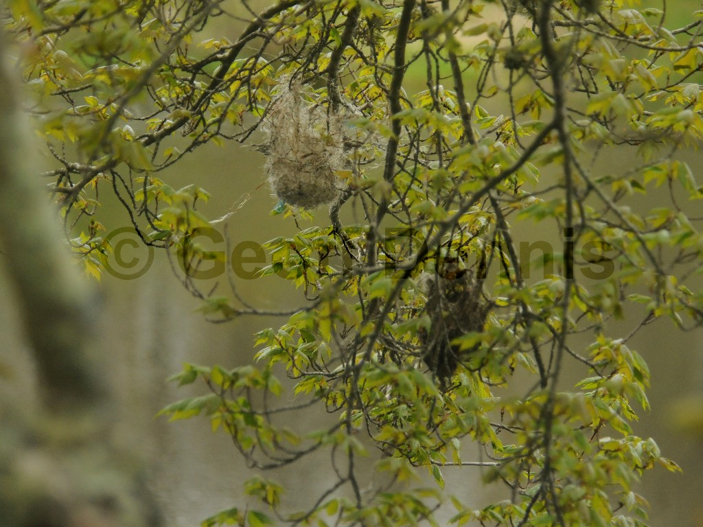 BAOR-CY_Baltimore-Oriole