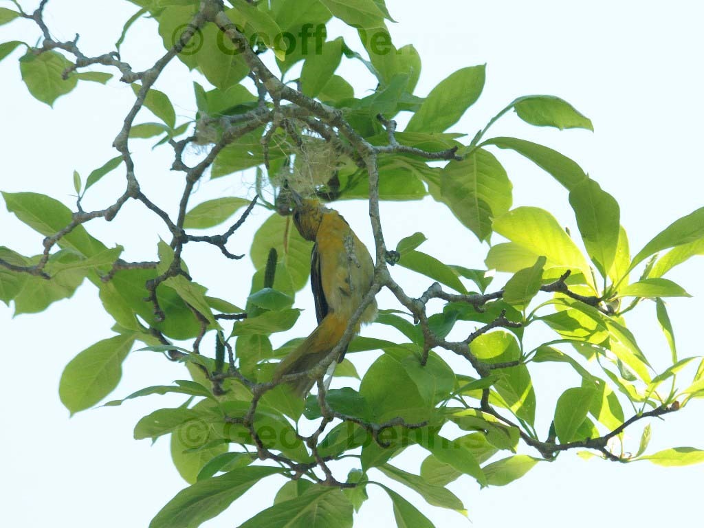 BAOR-CZ_Baltimore-Oriole