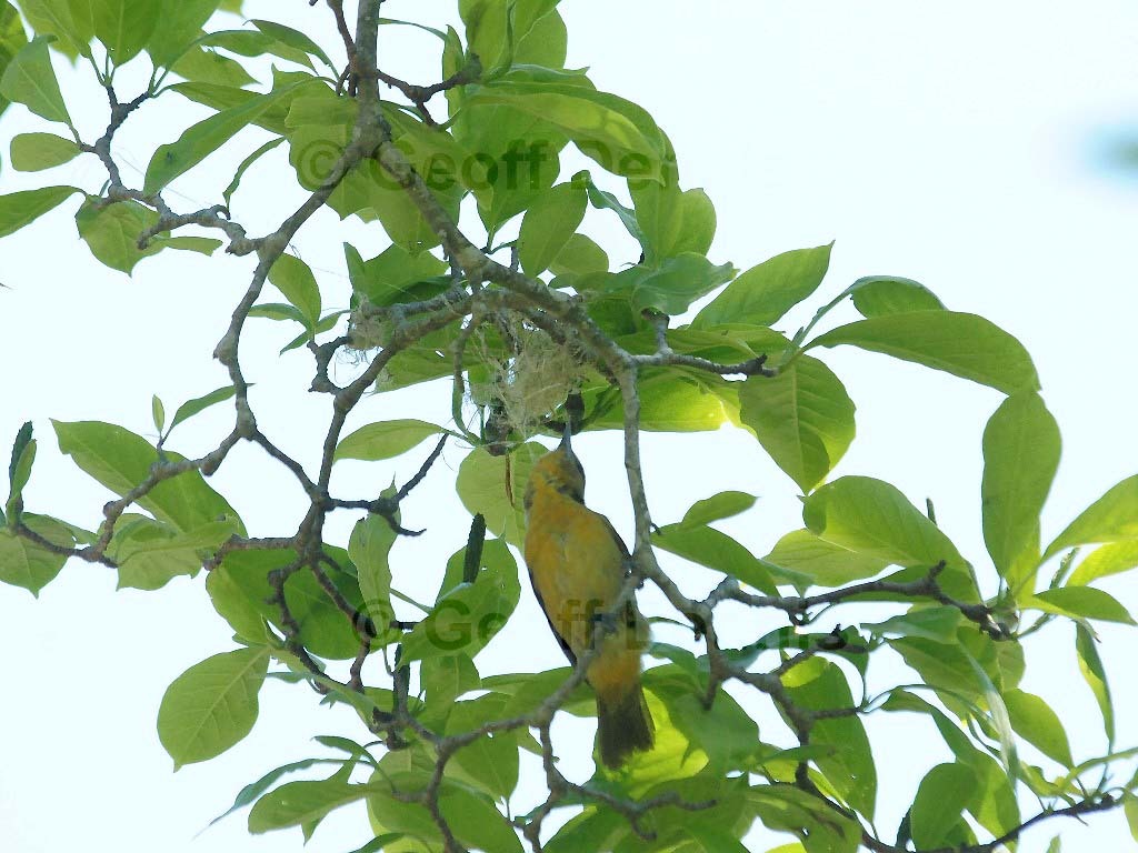 BAOR-DA_Baltimore-Oriole
