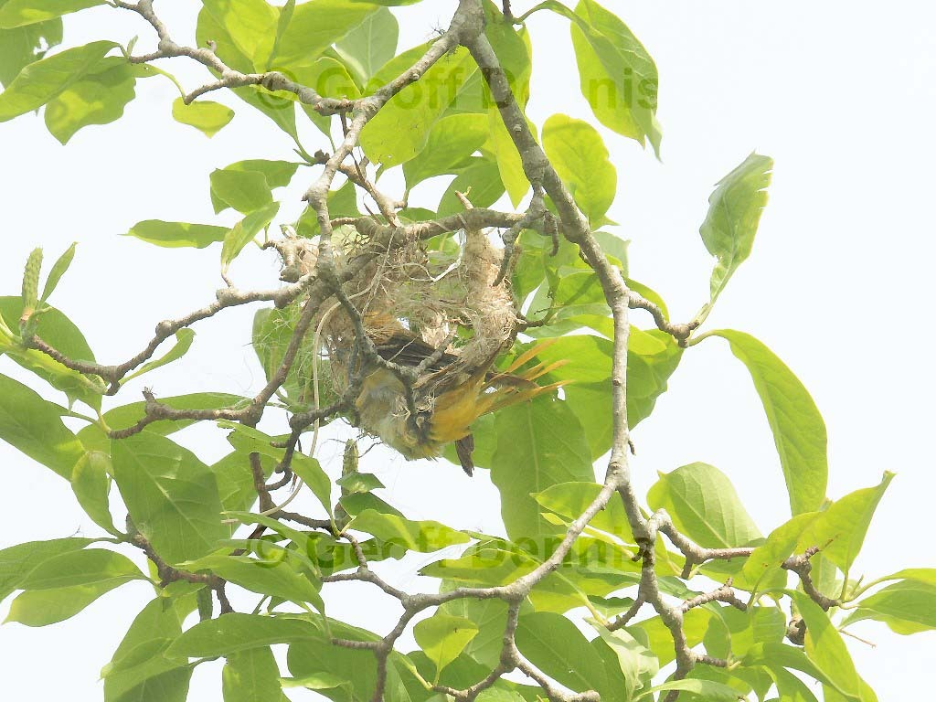 BAOR-DB_Baltimore-Oriole