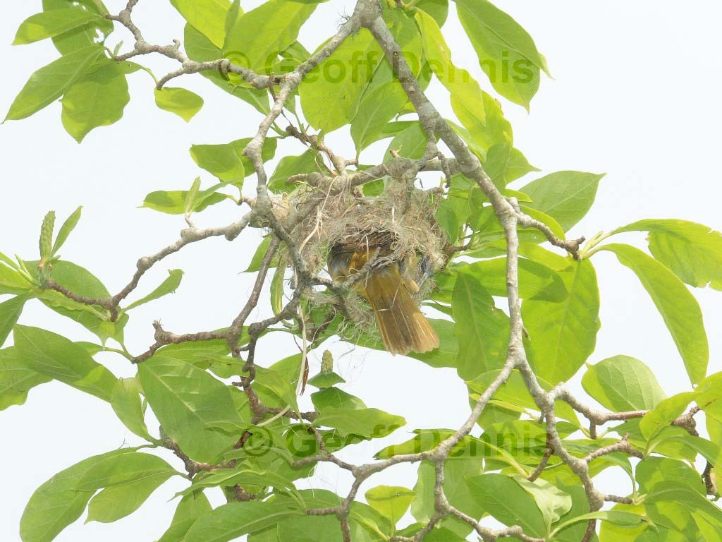 BAOR-DC_Baltimore-Oriole