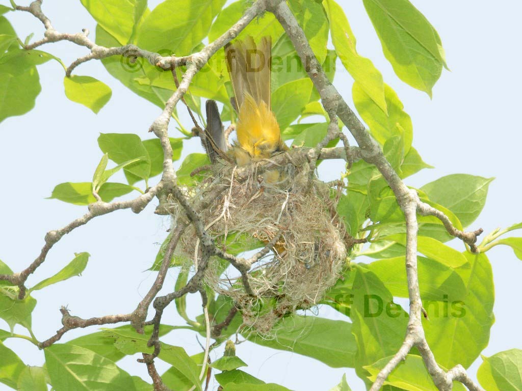 BAOR-DD_Baltimore-Oriole