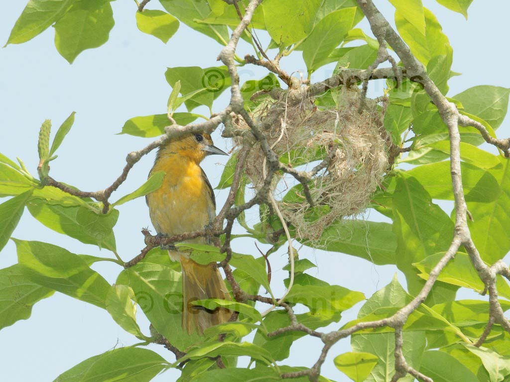 BAOR-DE_Baltimore-Oriole