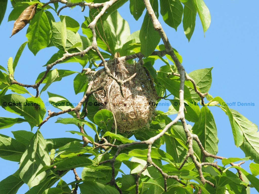 BAOR-DF_Baltimore-Oriole
