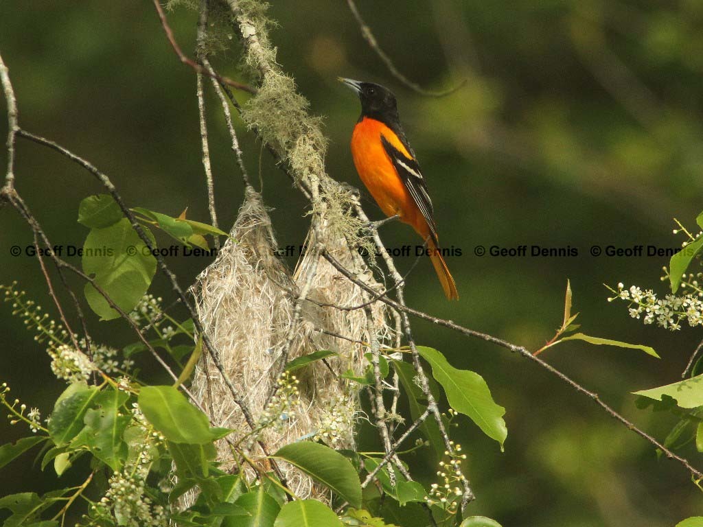 BAOR-DG_Baltimore-Oriole