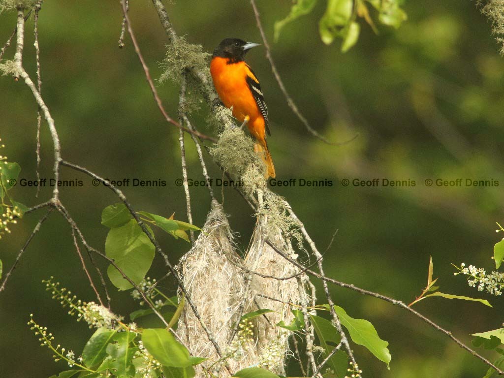 BAOR-DH_Baltimore-Oriole