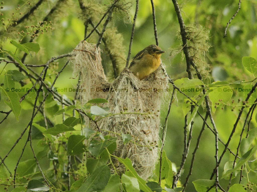 BAOR-DI_Baltimore-Oriole