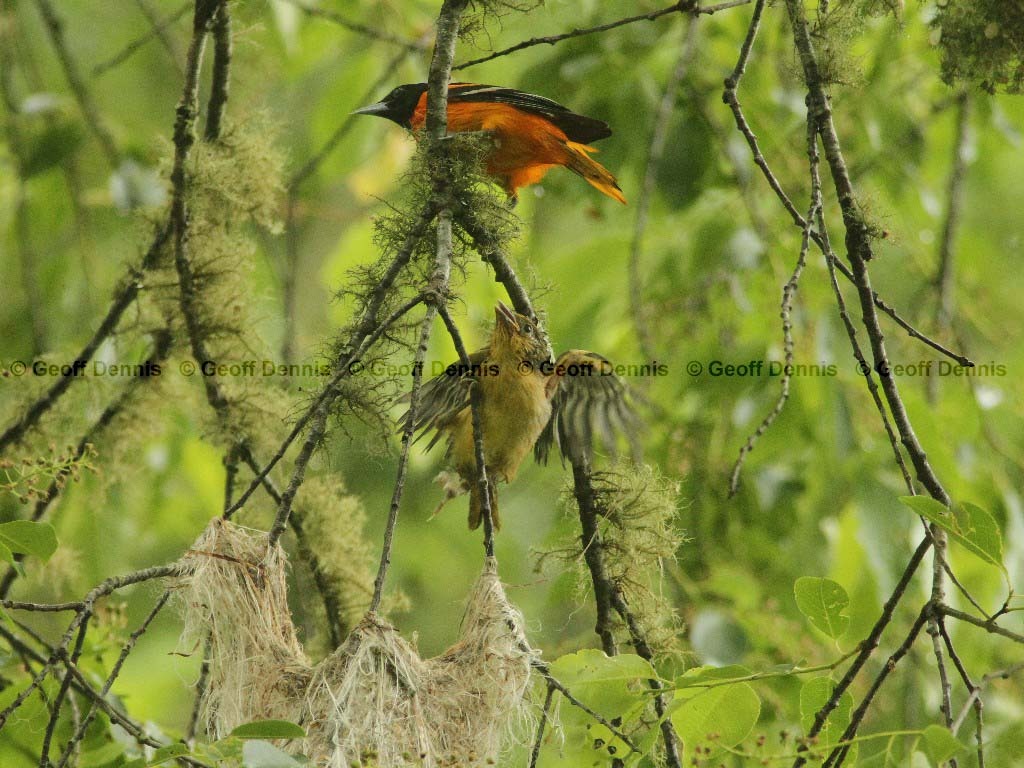 BAOR-DJ_Baltimore-Oriole