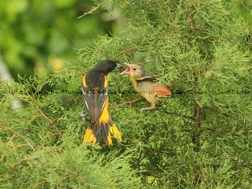 BAOR-DK_Baltimore-Oriole