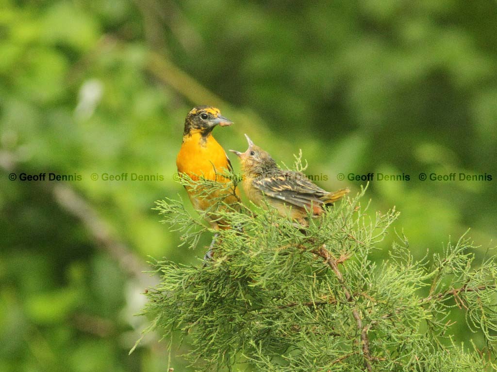 BAOR-DL_Baltimore-Oriole