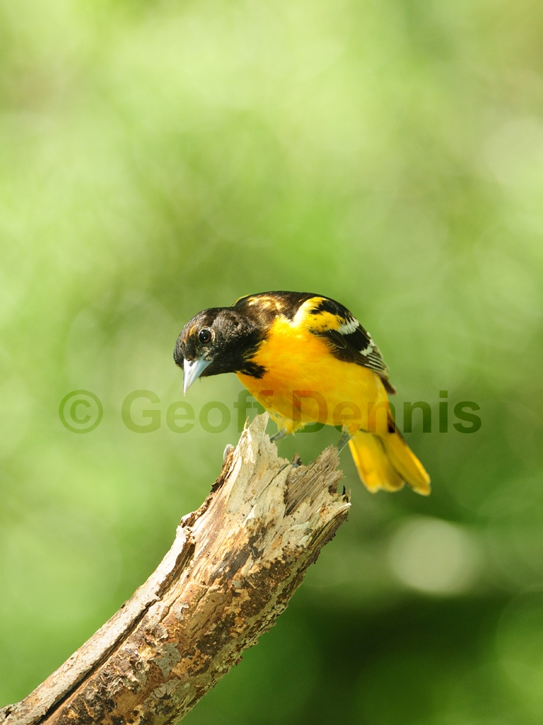 BAOR-DMa_Baltimore-Oriole