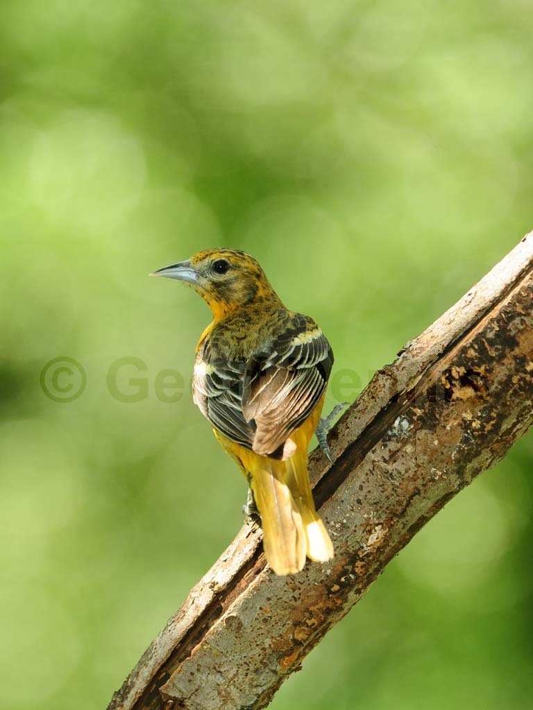 BAOR-DN_Baltimore-Oriole