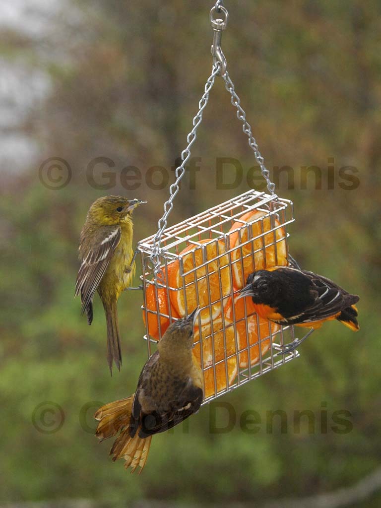 BAOR-DO_Baltimore-Oriole