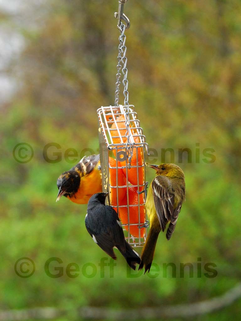 BAOR-DP_Baltimore-Oriole