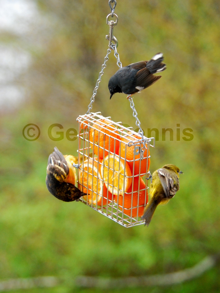 BAOR-DQ_Baltimore-Oriole