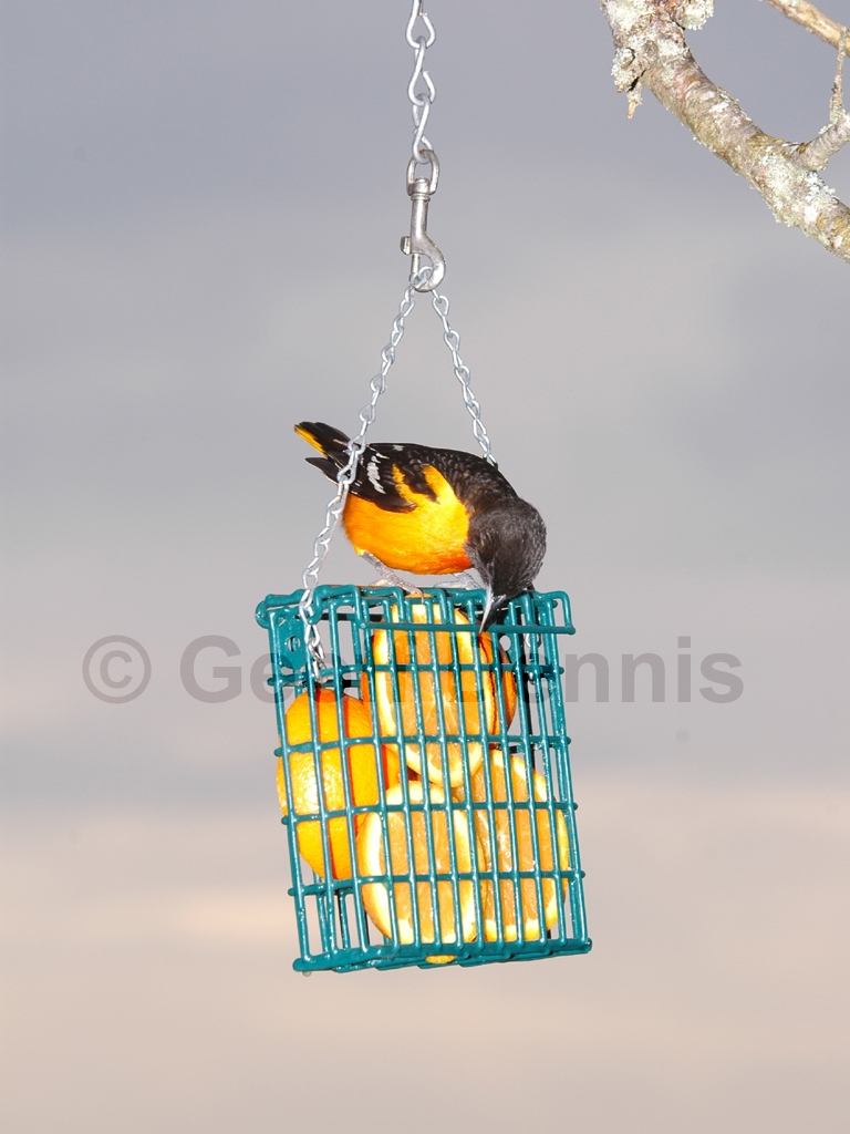 BAOR-DR_Baltimore-Oriole