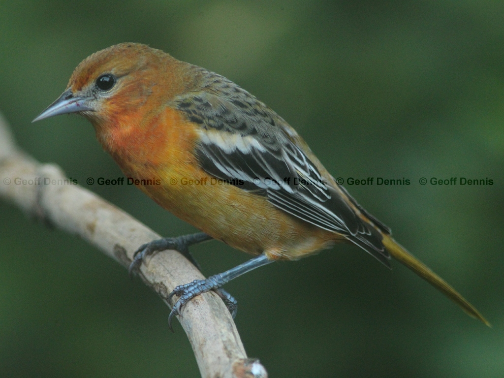BAOR-DS_Baltimore-Oriole