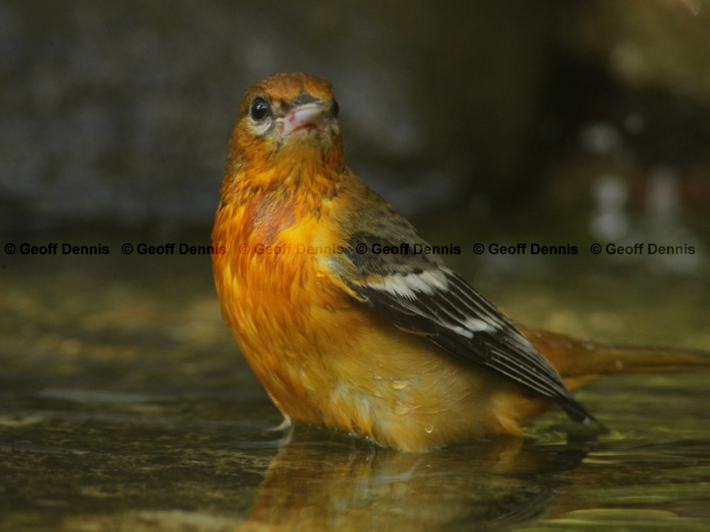 BAOR-DT_Baltimore-Oriole