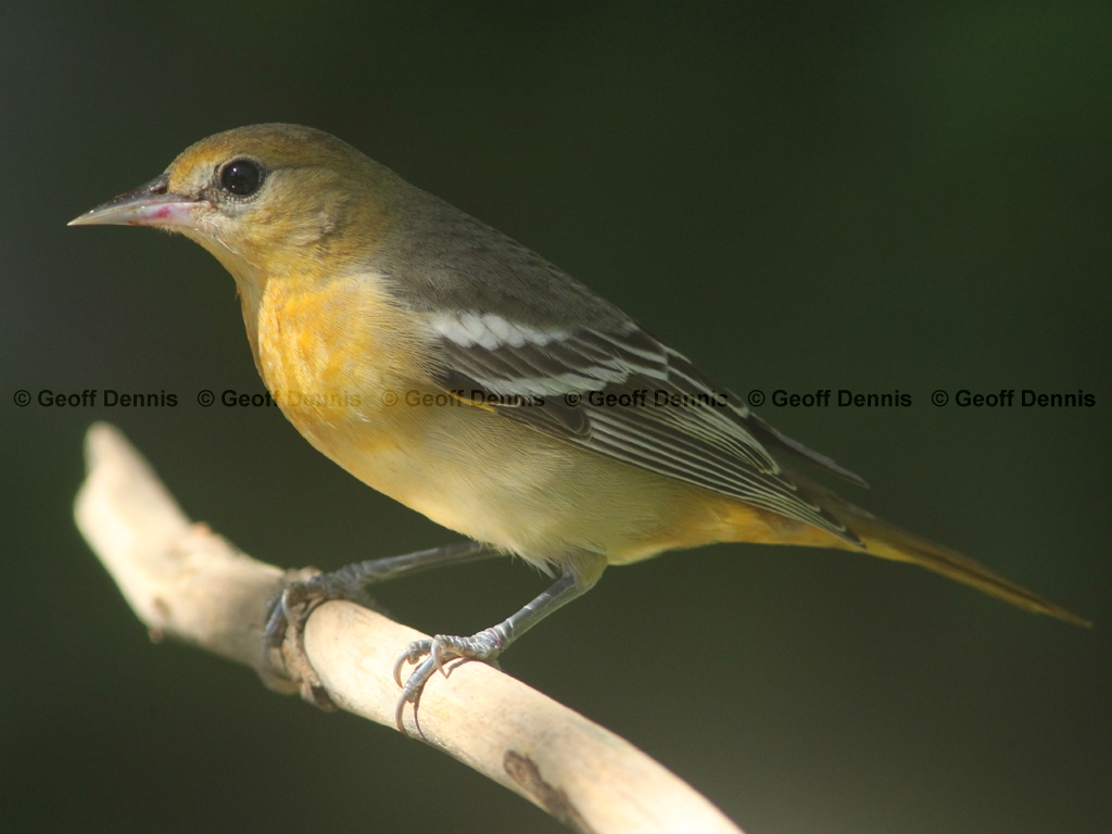 BAOR-DU_Baltimore-Oriole