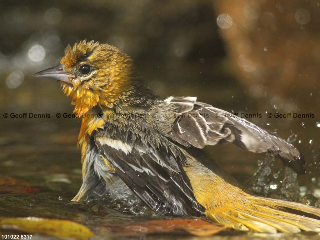 BAOR-DV_Baltimore-Oriole