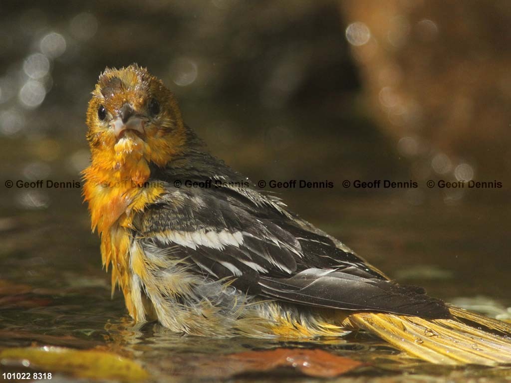 BAOR-DW_Baltimore-Oriole
