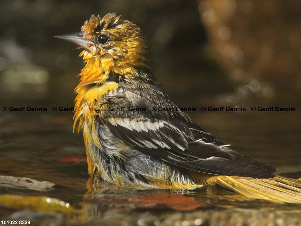 BAOR-DX_Baltimore-Oriole