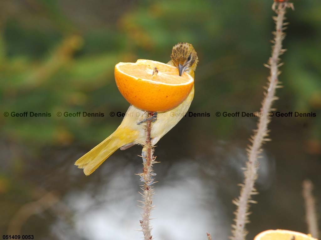 BAOR-DY_Baltimore-Oriole