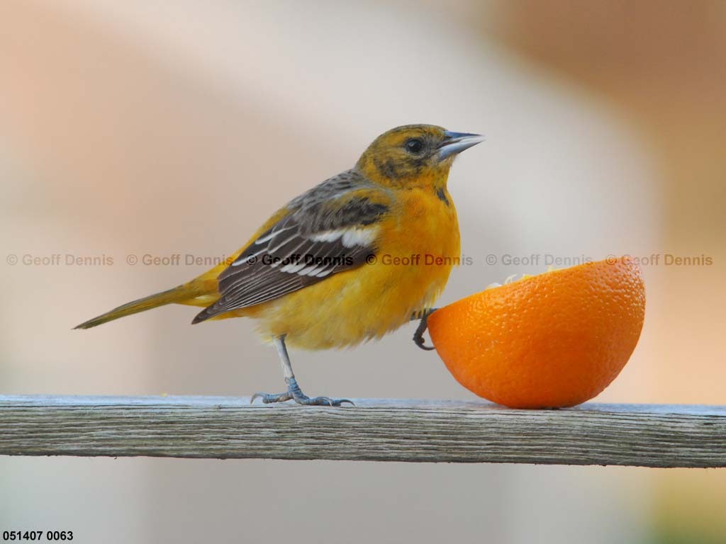 BAOR-DZ_Baltimore-Oriole