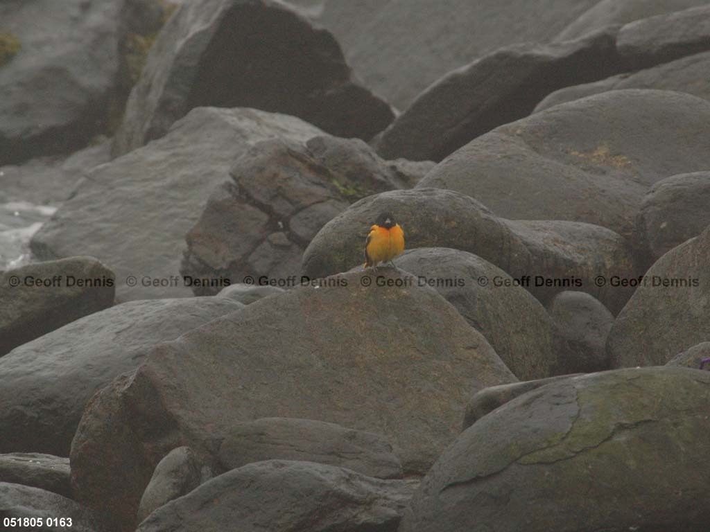 BAOR-EB_Baltimore-Oriole