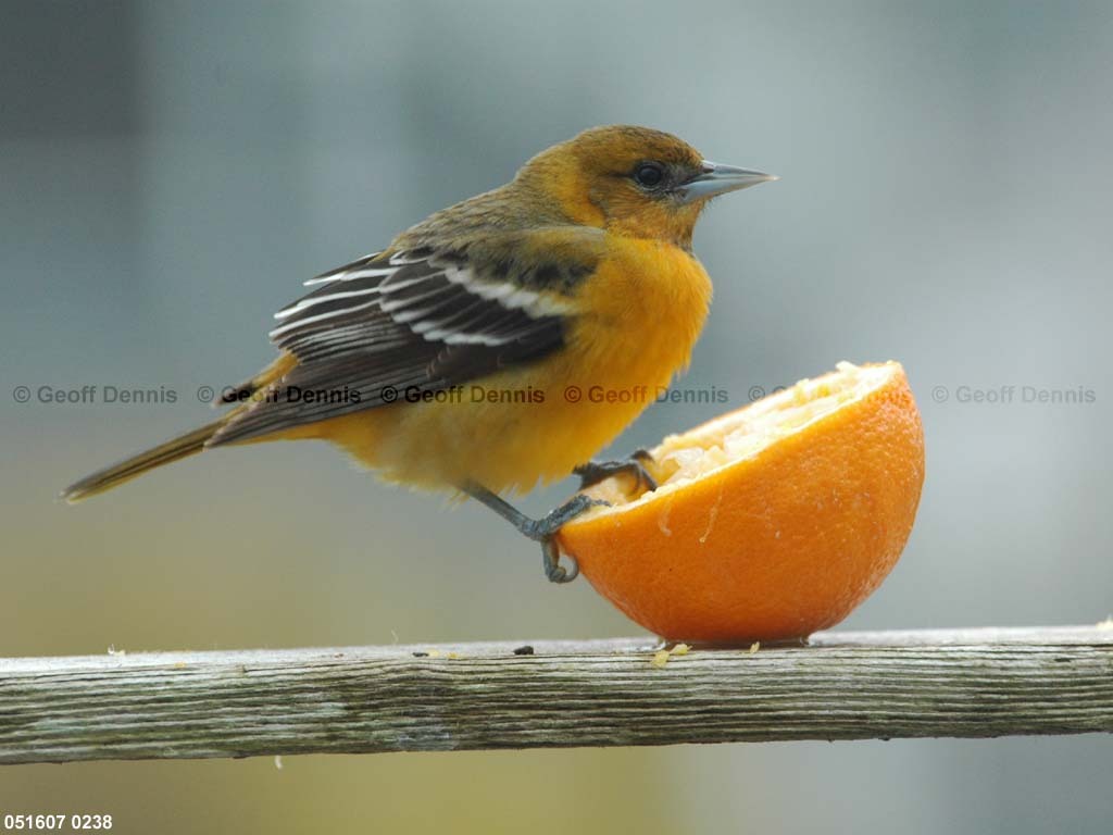 BAOR-EC_Baltimore-Oriole