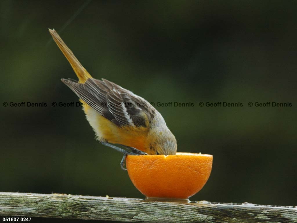 BAOR-ED_Baltimore-Oriole