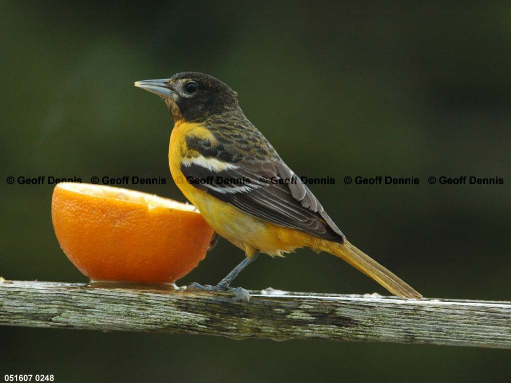 BAOR-EE_Baltimore-Oriole