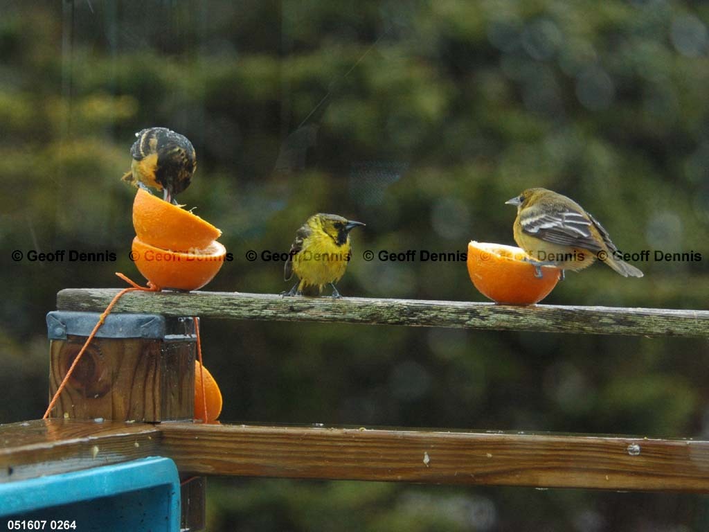 BAOR-EF_Baltimore-Oriole