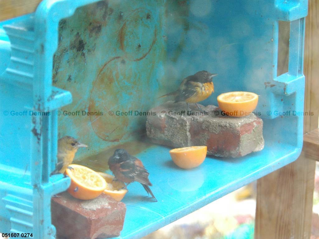 BAOR-EH_Baltimore-Oriole