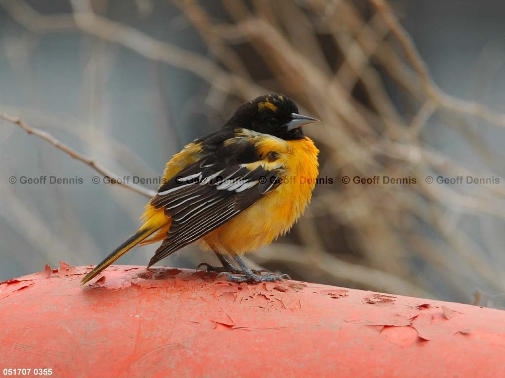 BAOR-EI_Baltimore-Oriole