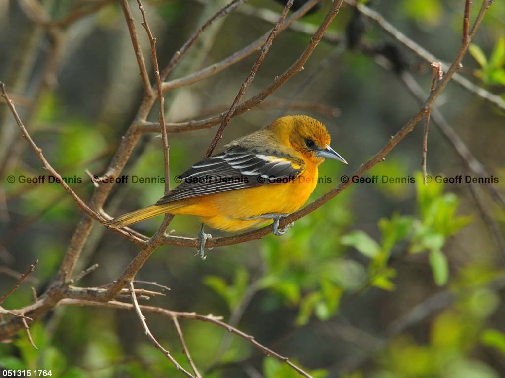 BAOR-EJ_Baltimore-Oriole