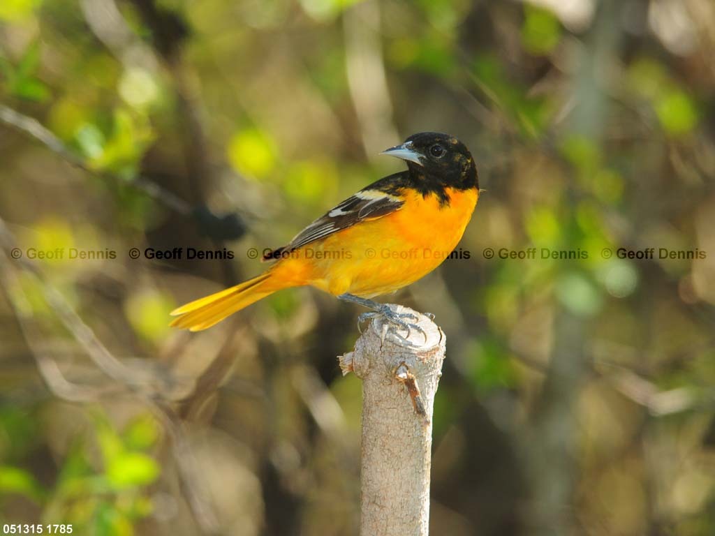BAOR-EK_Baltimore-Oriole