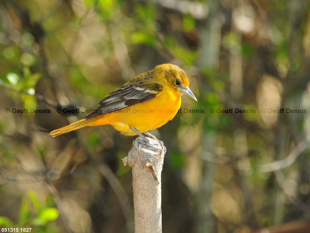 BAOR-EL_Baltimore-Oriole