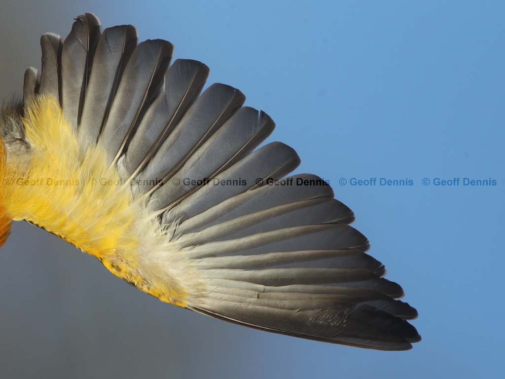 BAOR-EM_Baltimore-Oriole