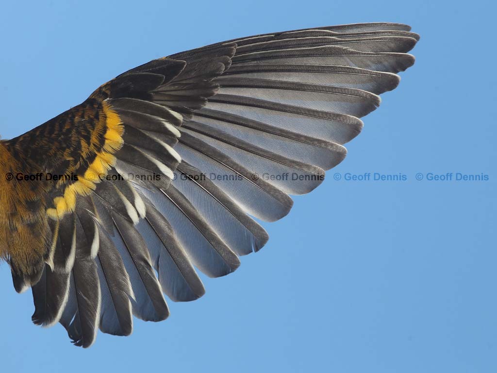 BAOR-EN_Baltimore-Oriole