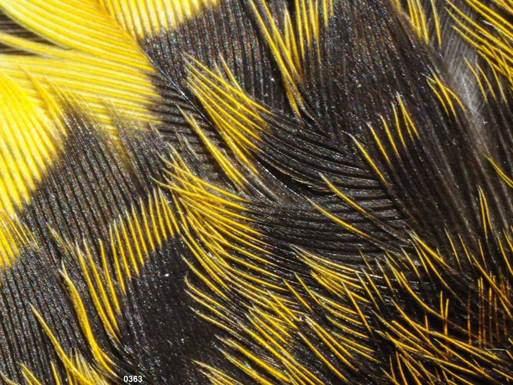 BAOR-EO_Baltimore-Oriole