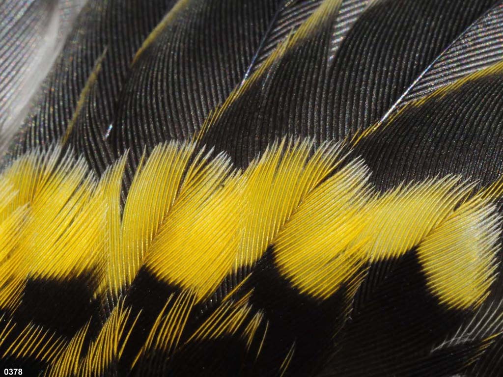 BAOR-EP_Baltimore-Oriole