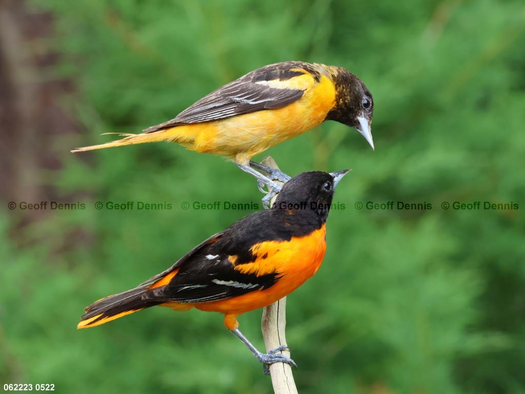 BAOR-ES_Baltimore-Orioles-malefemale