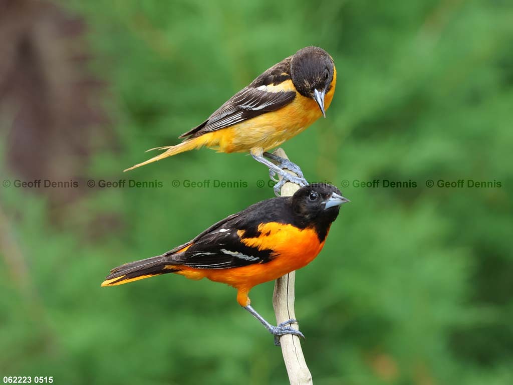 BAOR-ET_Baltimore-Orioles-malefemale