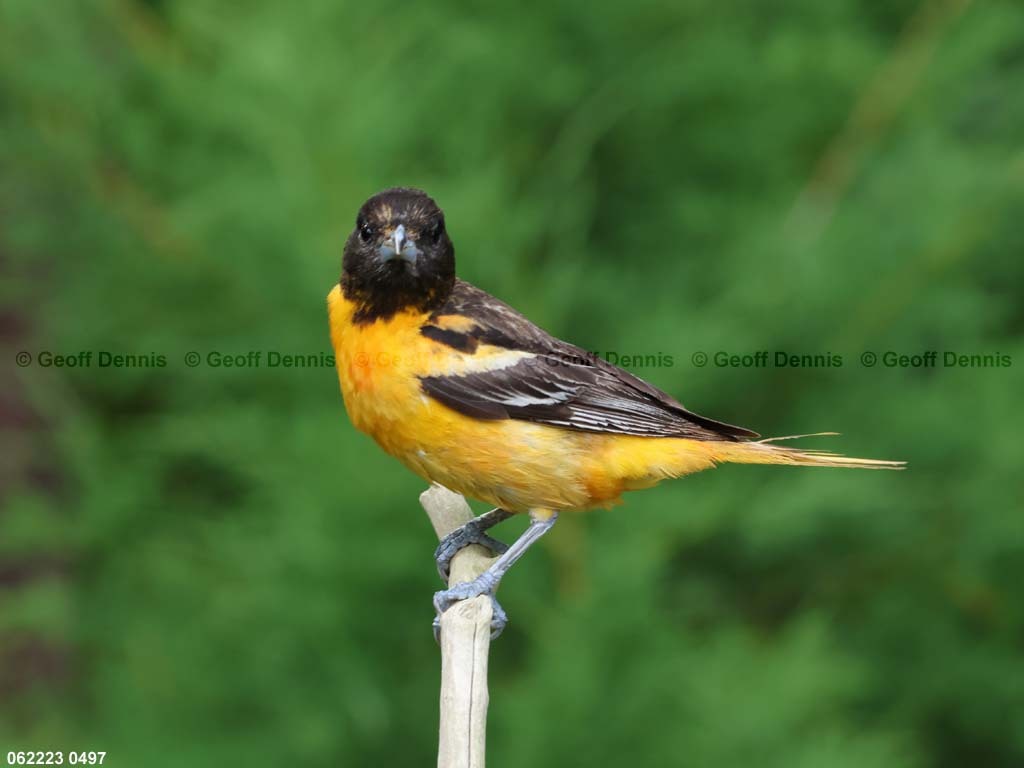 BAOR-EU_Baltimore-Orioles-malefemale