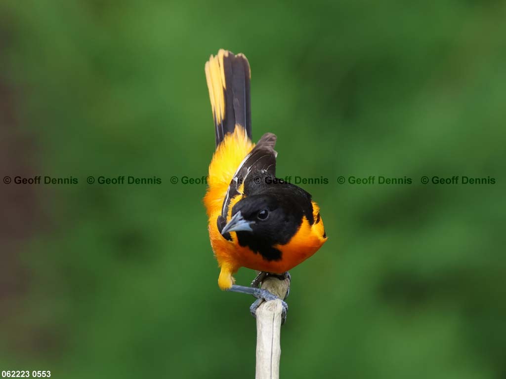 BAOR-EV_Baltimore-Orioles-malefemale