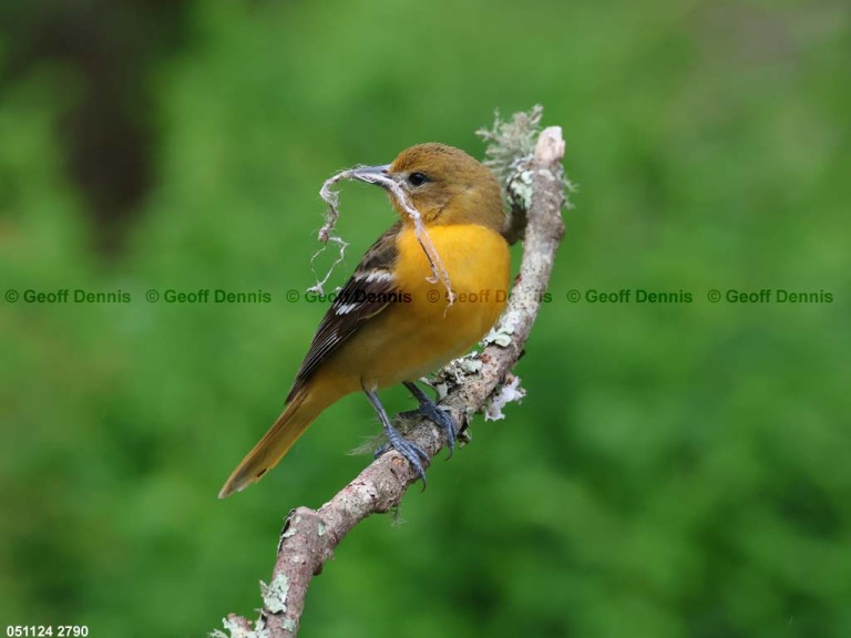 BAOR-EW_Baltimore-Oriole