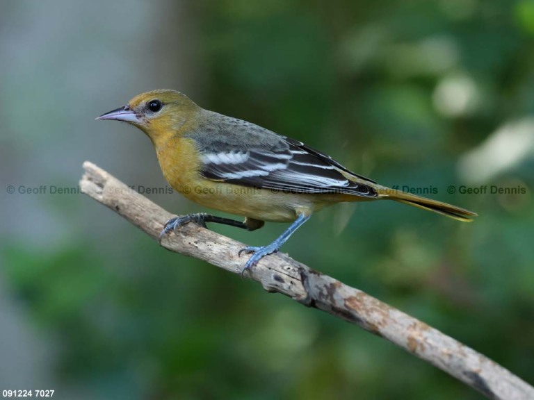 BAOR-EY_Baltimore-Oriole